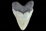Fossil Megalodon Tooth - North Carolina #80842-1